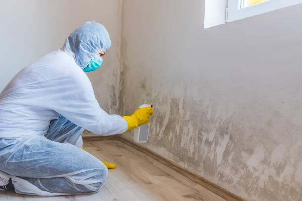 Licensed Basement Mold Remediation service in Amissville, VA - WQB Mold Removal